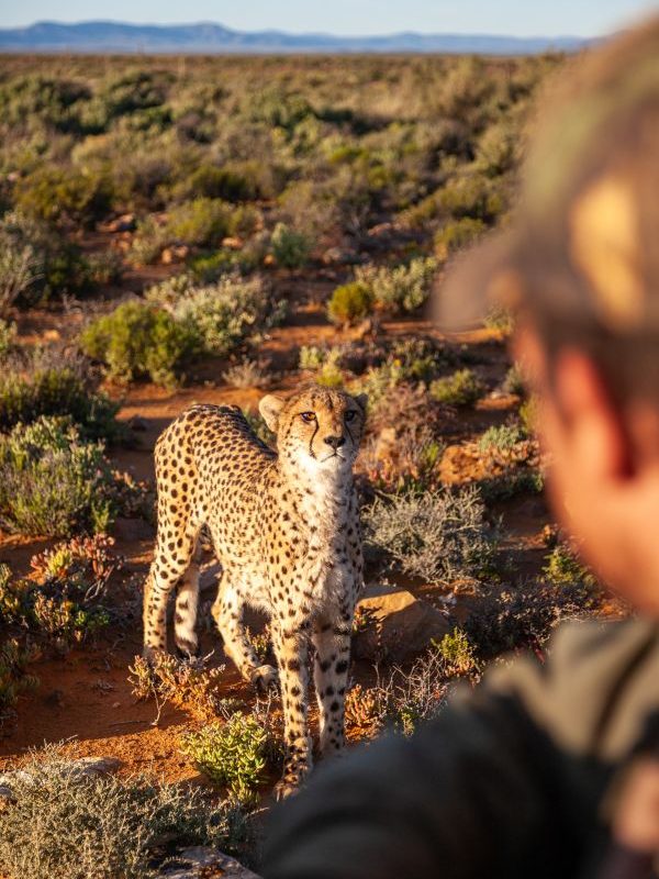 Inverdoorn Cheetahs