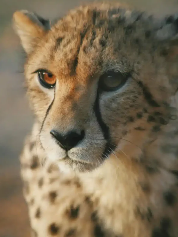 Inverdoorn-Private-Game-Reserve-Cheetah-Conservation